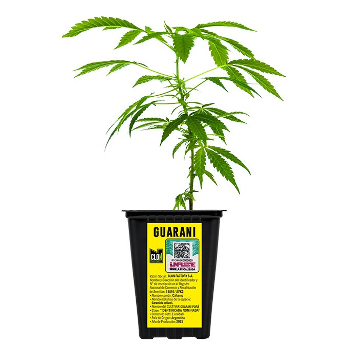 ESQUEJE GUARANI + ESTAMPILLA ($735)