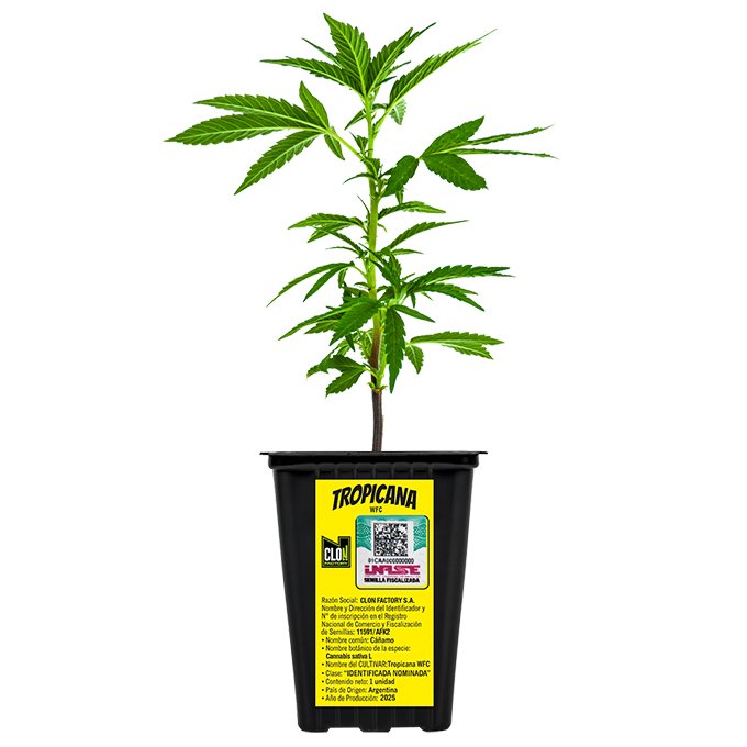 ESQUEJE SWEED LAB TROPICANA WFC + ESTAMPILLA ($735)