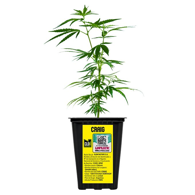 ESQUEJE CRAIG + ESTAMPILLA ($735)