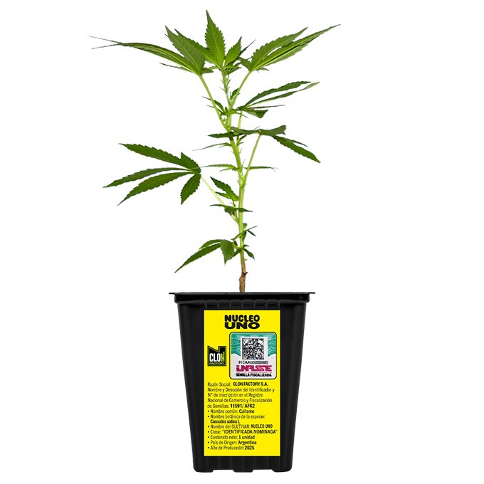 ESQUEJE RED HOT (NUCLEO UNO ) + ESTAMPILLA ($735)