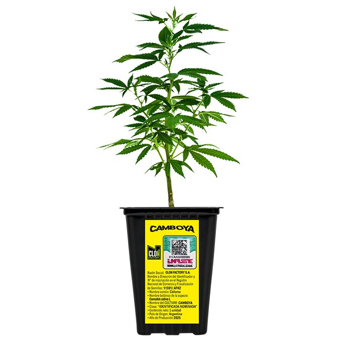 Esqueje Camboya CHR Seeds + Estampilla ($735)